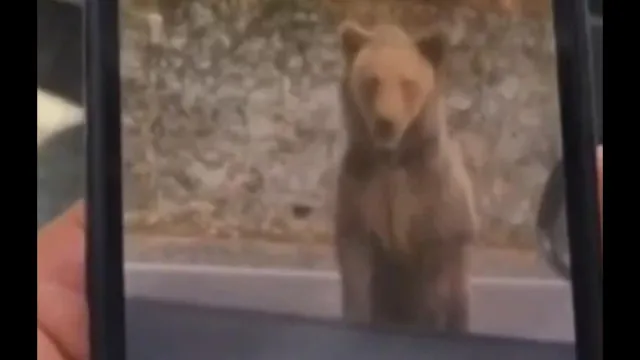 Turista tenta alimentar urso na Romênia e é atacado: “Um erro”