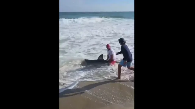Homem pesca tubarão-branco e devolve-o ao mar; vídeo