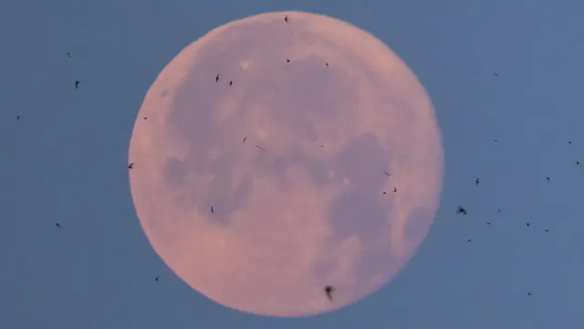Lua de Morango poderá ser vista nesta segunda-feira; saiba como observar