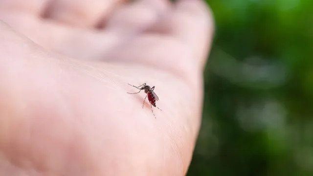 
                    Mosquitos picam mais algumas pessoas? Veja o que pode atrair insetos
                