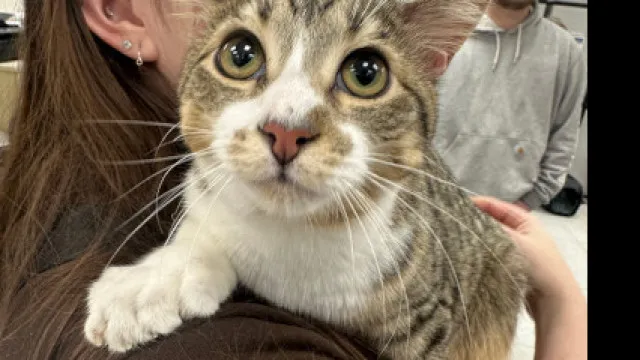 
                    Gato com 28 dedos entra para o Guinness aos 10 meses; veja que fofura
                