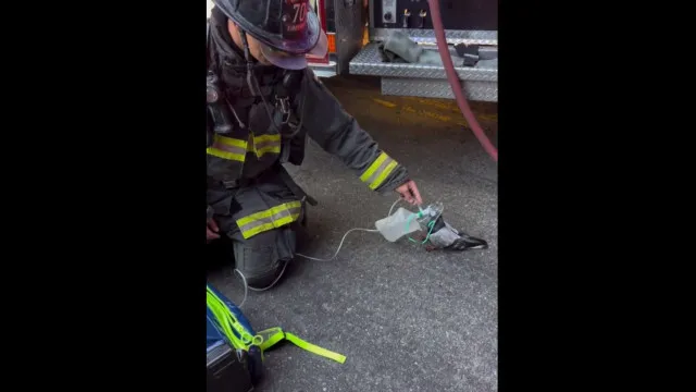 
                    Pombo recebe oxigênio de bombeiros após inalar fumaça em incêndio; veja
                