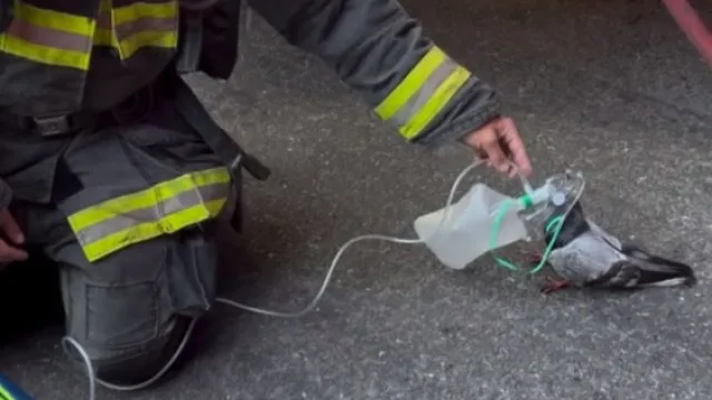 
                    Pombo recebe oxigênio de bombeiros após inalar fumaça em incêndio; veja
                