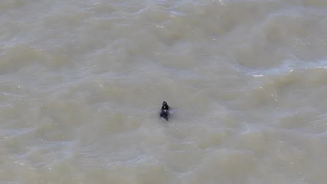 Cão desaparecido há semanas é resgatado enquanto nadava nos EUA; veja