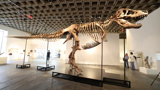 Gus, um dos maiores T-Rex, foi vendido por valor recorde: 255 milhões