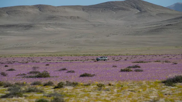
                    Chuva de quatro anos cai em quatro dias no deserto mais seco do mundo
                