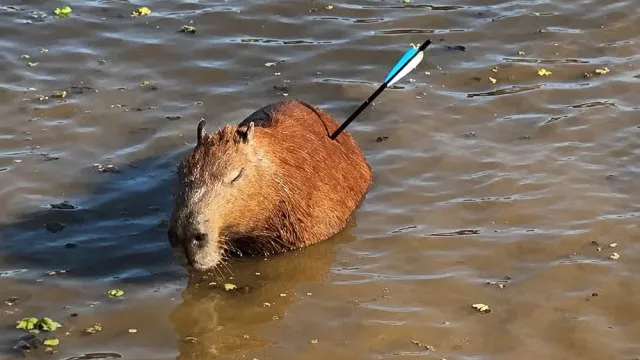 Capivara é encontrada com flecha cravada no corpo em represa de SP