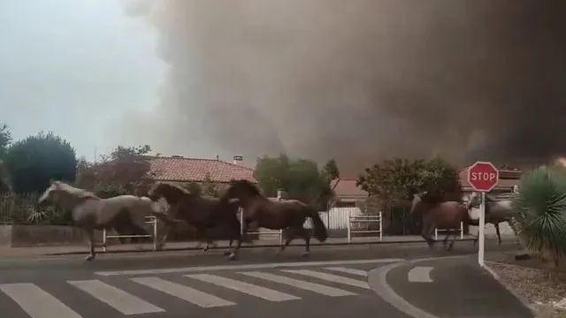 
                    Vídeo: Cavalos são soltos para fugir de incêndio na França
                