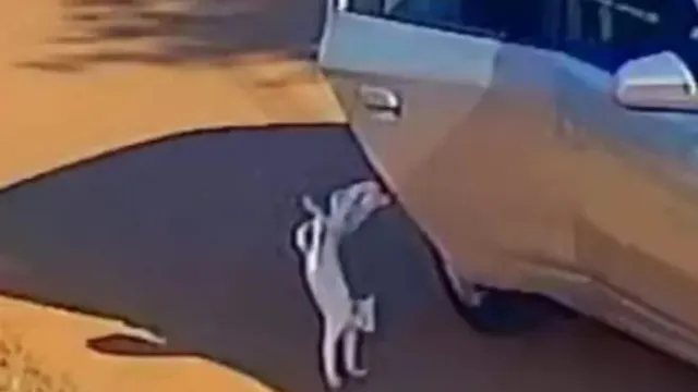
                    Mãe e filha são presas após gato ser jogado de carro e morrer atropelado
                