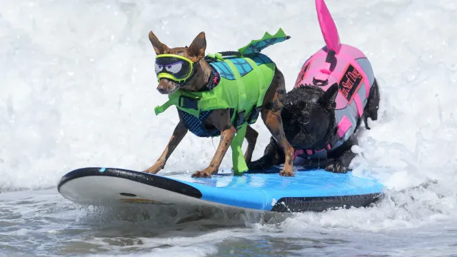 Cães desafiaram as ondas no Mundial de Surf Canino.; veja as imagens