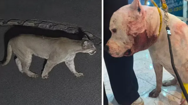 
                    Onça ataca pitbull dentro de casa em São Paulo; vídeo
                