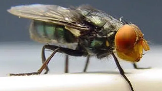 
                    Larva que devora tecido vivo já infectou mais de 500 pessoas no México
                