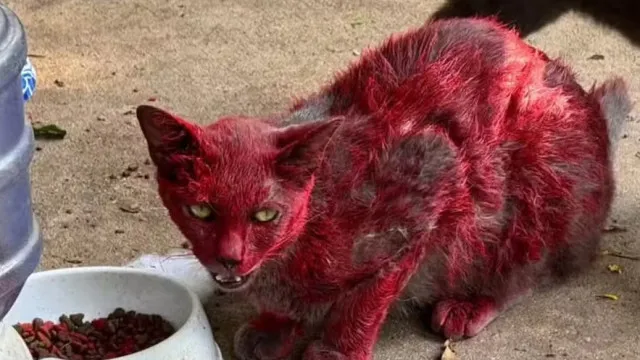 
                     Mistério de 'gata vermelha' dispara alerta em cidade: 'Não a ajudem'
                