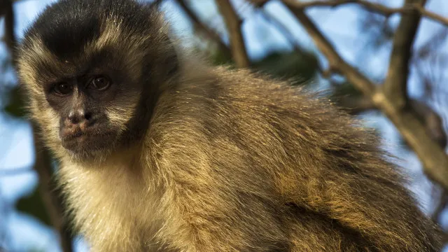 
                    Visitante atrai macaco-prego com planta e o derruba com tapa em SC
                