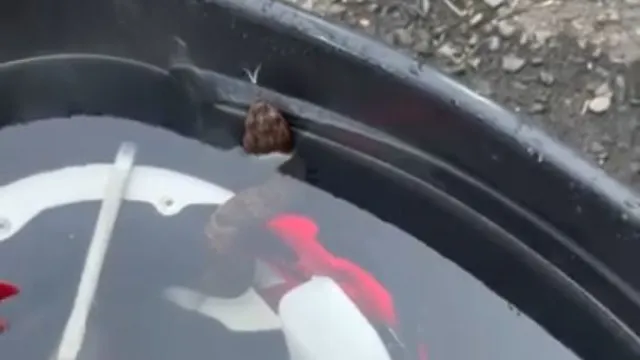 
                    Jovem fica quase 1 hora com cobra venenosa escondida dentro do capacete
                