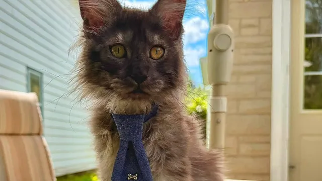 Gato Maine Coon com 29 dedos entra no Guinness e quebra recorde mundial
