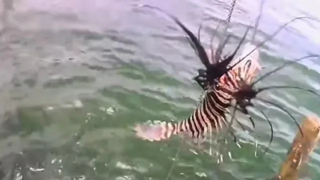 
                    Peixe venenoso invade litoral da Bahia; quase 500 exemplares são retirados do mar em um mês
                