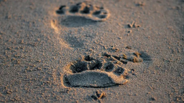 
                    Urso é filmado a entrando em carro nos Estados Unidos; vídeo
                