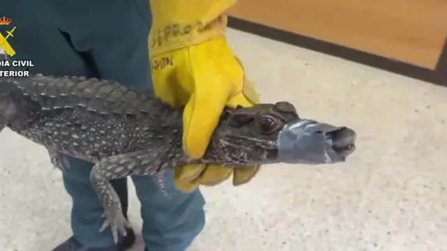 
                    Jacaré é encontrado debaixo de carro na Espanha; polícia procura dono
                