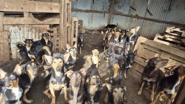 
                    Mais de 100 cães são resgatados de 