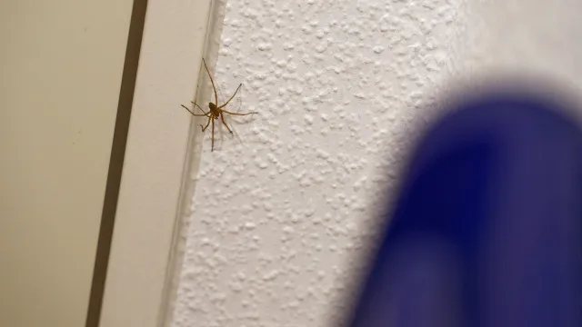 
                     Por que aparecem aranhas no quarto e o que fazer para afastá-las
                
