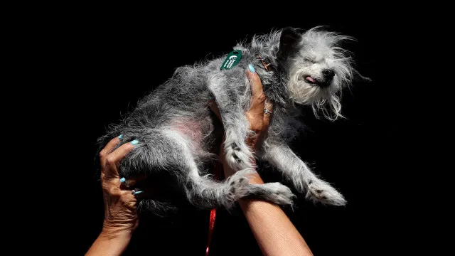
                    O ranking das raças de cachorros mais inteligentes do mundo
                