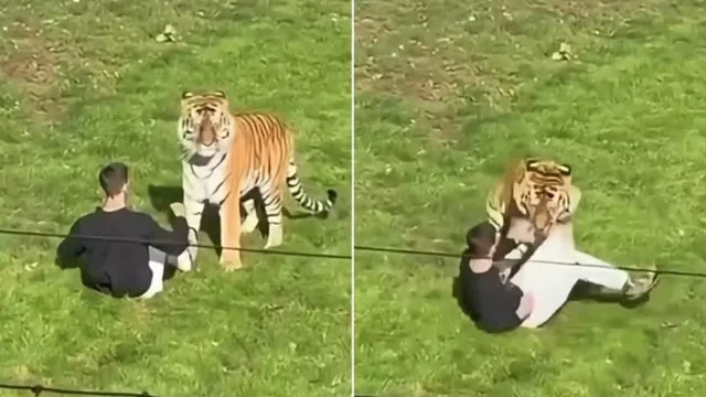 
                    Homem morre ao entrar em jaula de tigre em zoológico; imagens chocam
                