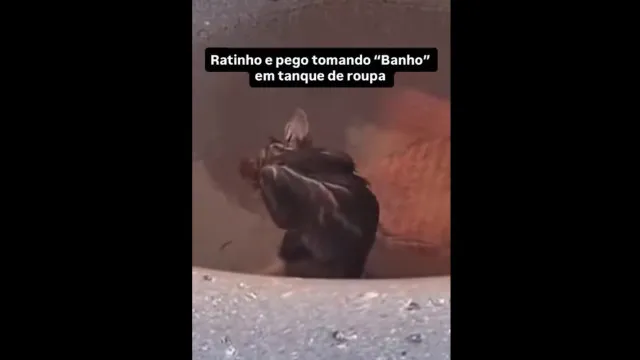 
                    Mulher leva susto ao ver rato 'tomando banho' no tanque de casa; assista
                