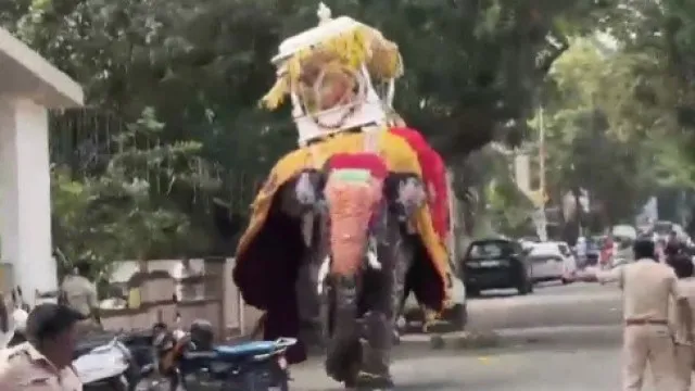 
                    Vídeo: elefante se assusta em festival na Índia e provoca pânico geral
                
