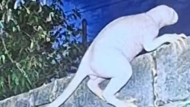 
                    Criatura misteriosa no México provoca medo e intriga nas redes sociais
                