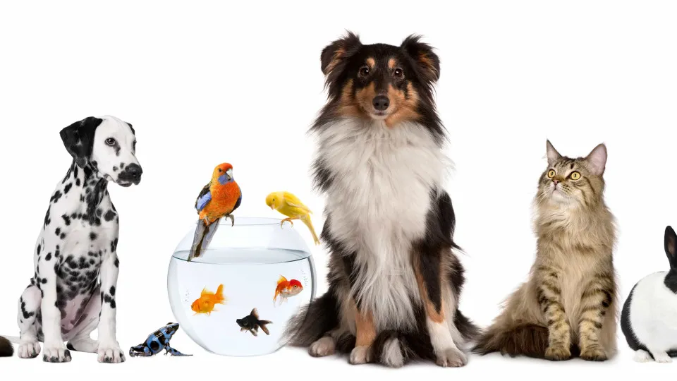 10 dicas para escolher o bichinho de estimação mais adequado a você ...