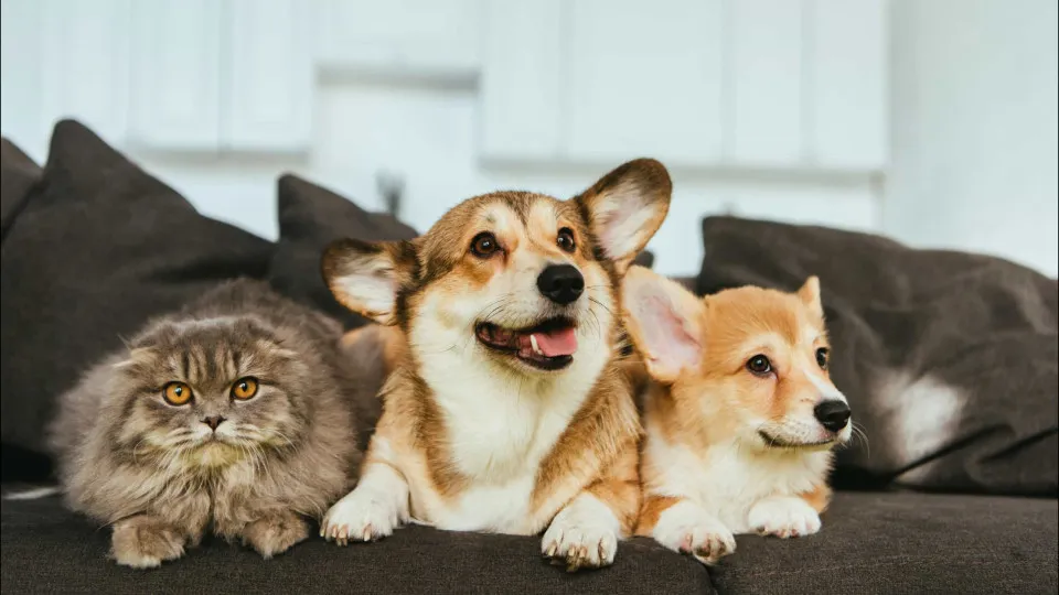 Estatuto dos Cães e Gatos prevê penas para quem maltratar animais Estatuto dos Cães e Gatos prevê penas para quem maltratar animais