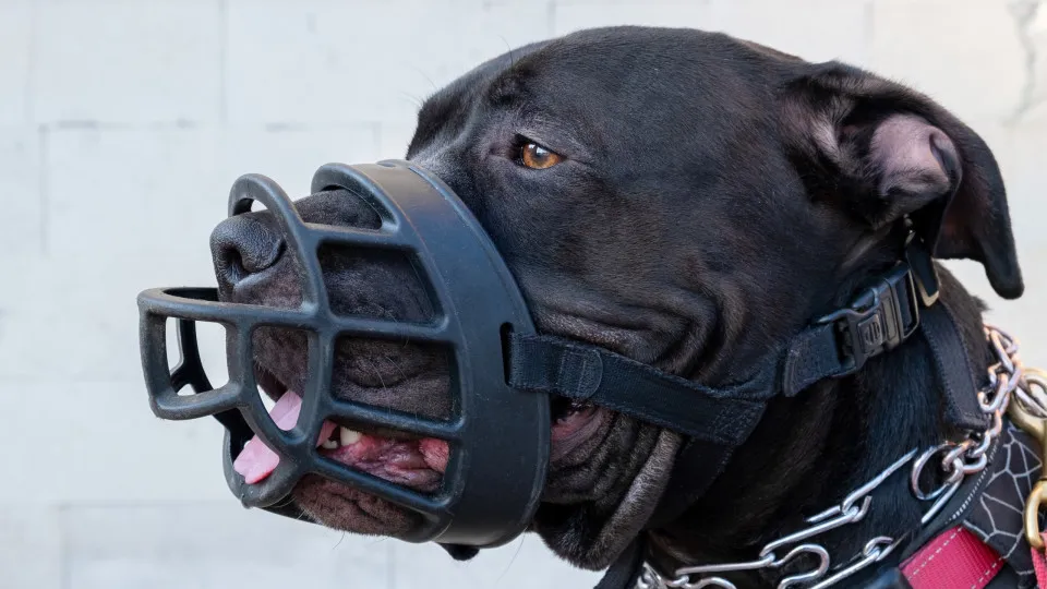 Raças de cachorros que são proibidas ao redor do mundo