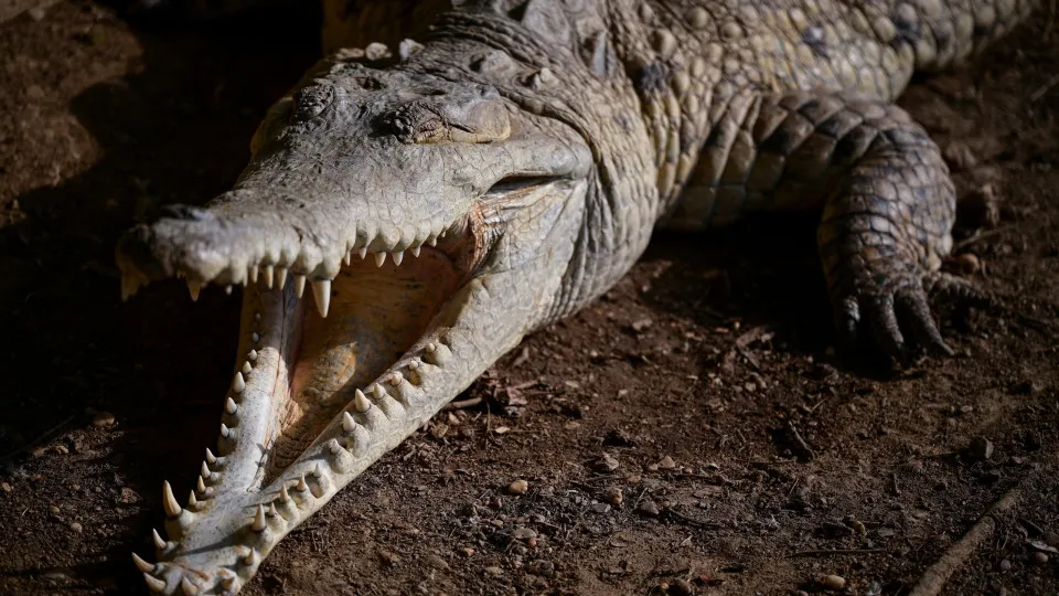 Homem é preso após menino de 3 anos cair dentro de habitat de crocodilos Homem é preso após menino de 3 anos cair dentro de habitat de crocodilos