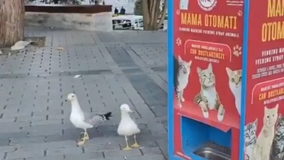 Gaivota aprende a miar para conseguir comida de gato; vídeo Gaivota aprende a miar para conseguir comida de gato; vídeo
