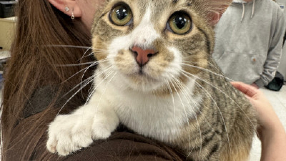Gato com 28 dedos entra para o Guinness aos 10 meses; veja que fofura