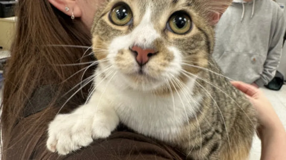Gato com 28 dedos entra para o Guinness aos 10 meses; veja que fofura