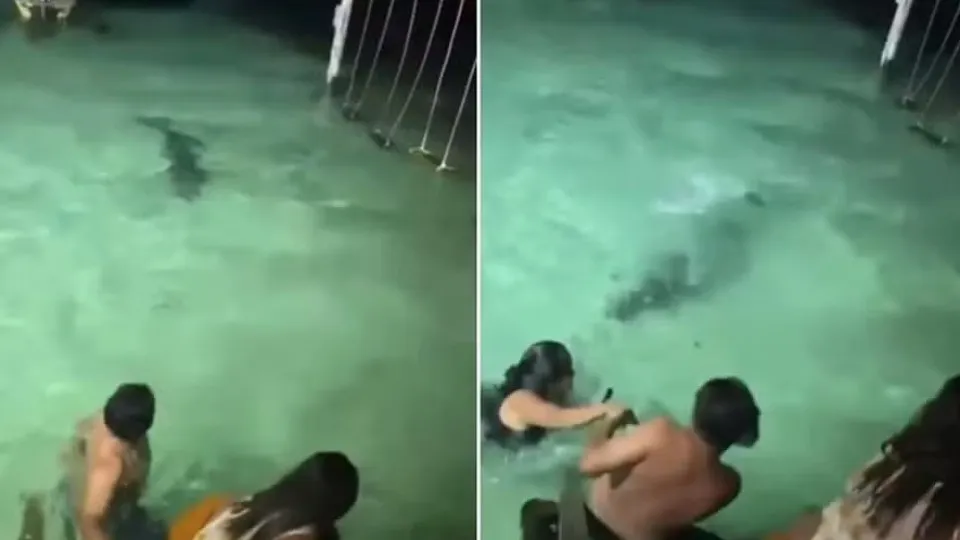 Banhistas escapam de crocodilo durante banho noturno em resort; vídeo