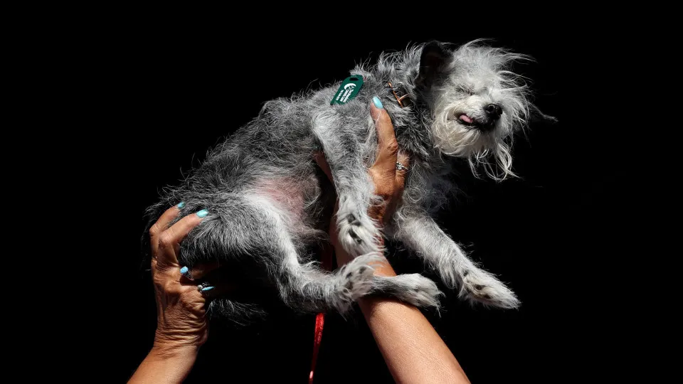 O ranking das raças de cachorros mais inteligentes do mundo