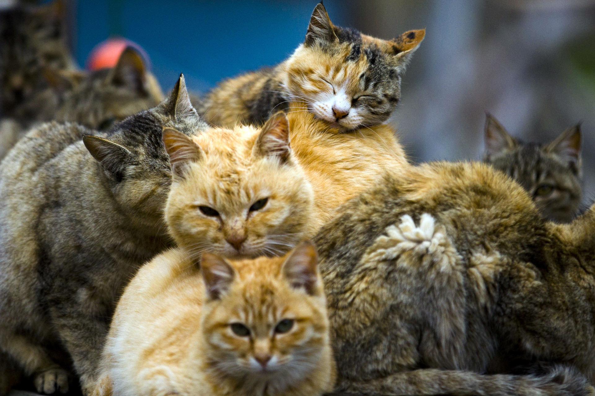 Остров кошек. Фраджост остров кошек. Кошачий остров в Японии. Много кошек. Стая кошек.